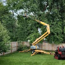 Best Tree Maintenance Programs  in Murfreesboro, NC