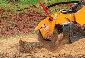 Best Tree Mulching  in Murfreesboro, NC