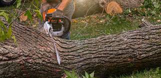 Best Lawn Drainage Solutions  in Murfreesboro, NC