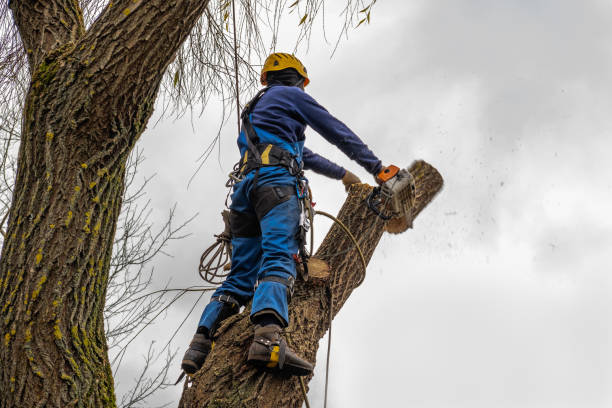 Best Palm Tree Trimming  in Murfreesboro, NC