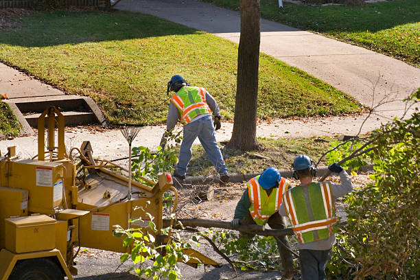 Best Tree Risk Assessment  in Murfreesboro, NC