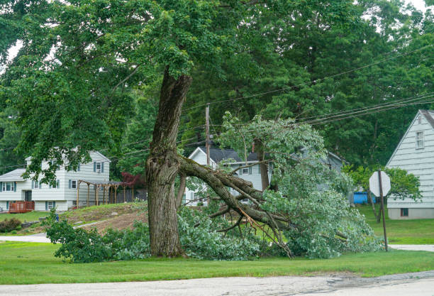 Best Lawn Dethatching  in Murfreesboro, NC