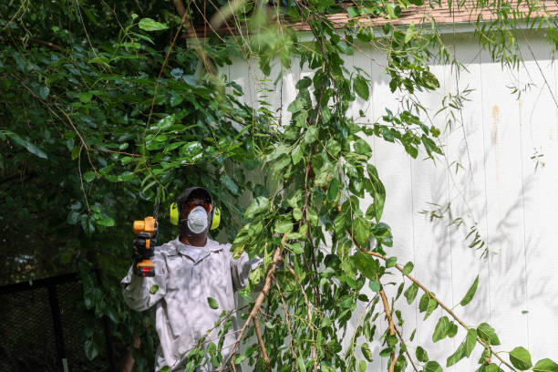Best Tree Disease Treatment  in Murfreesboro, NC